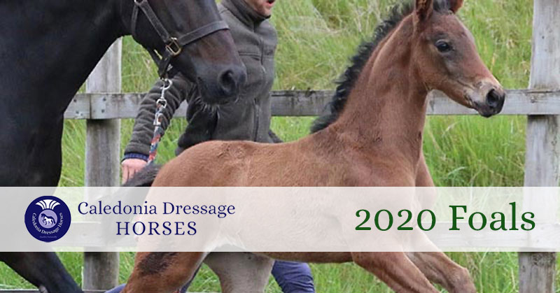 2020 foals uk