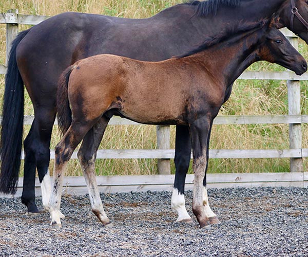 Horses Foals For Sale UK