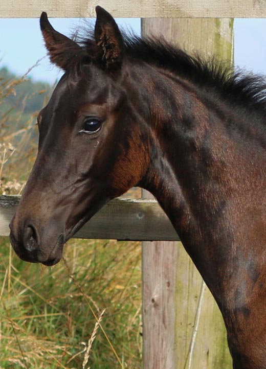 Colt for Sale UK