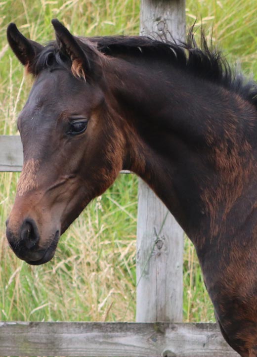 Colt For Sale UK