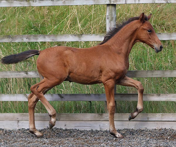 Colt Horse for Sale UK