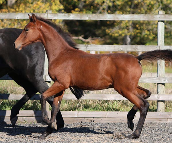 Colt Horse for Sale UK
