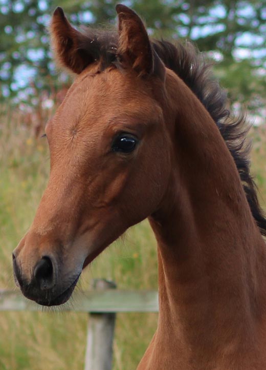 Colt Horse for Sale UK