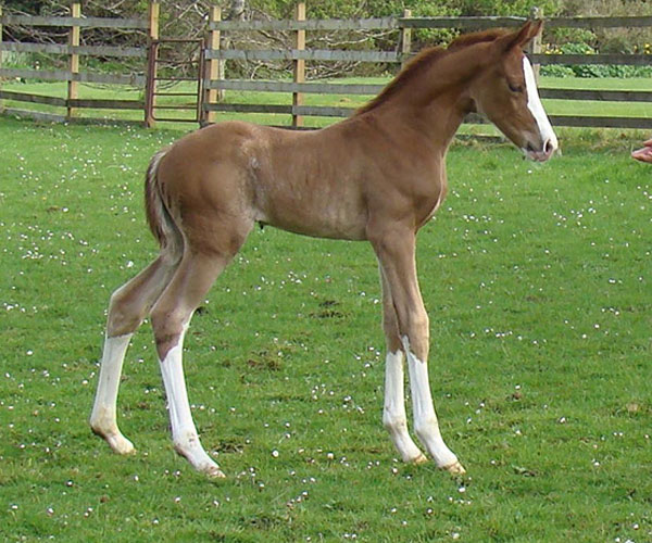 Brood mare For sale UK