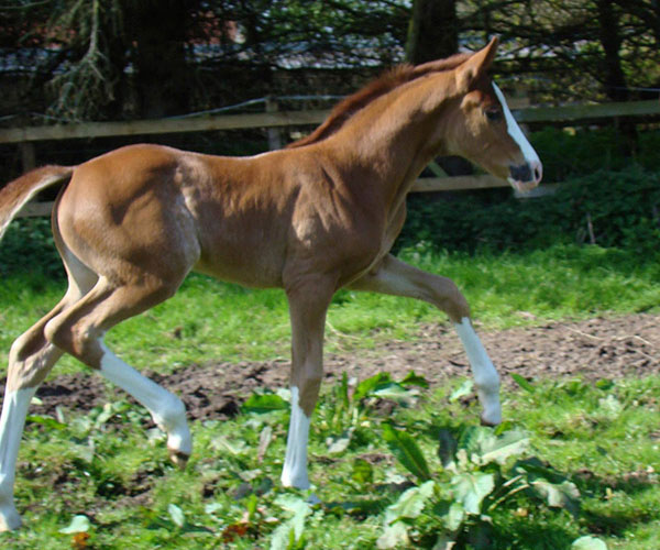 Brood mare For sale UK