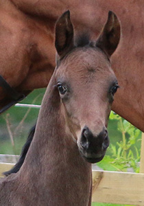 Horse breeders UK