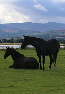 Horse breeders UK