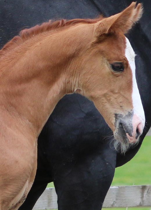 filly horse uk