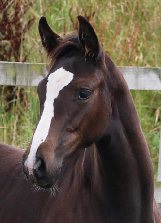 Foal For sale UK