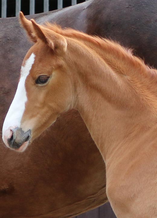 UK Colt for sale