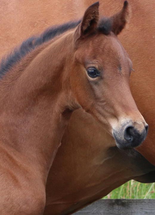 UK Colt Horses