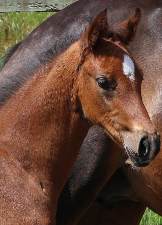 filly horses Uk