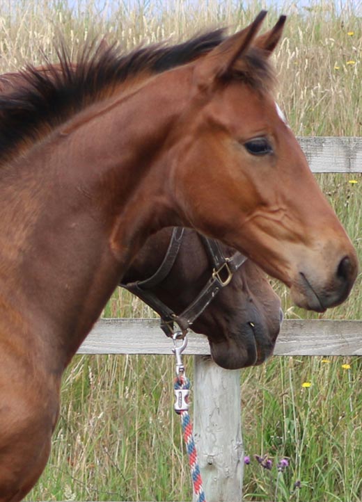 Colts in Scotland