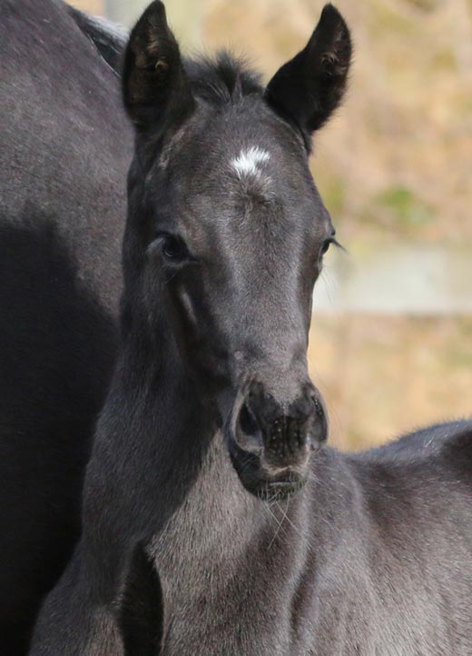 Black Colts UK