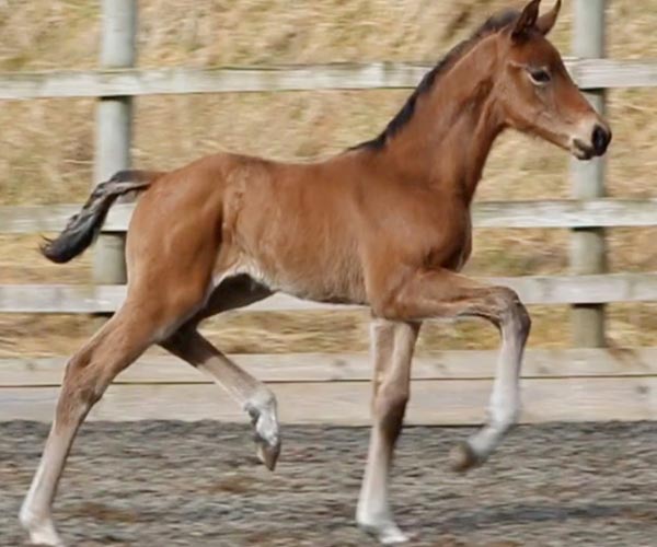 Filly in Scotland for sale
