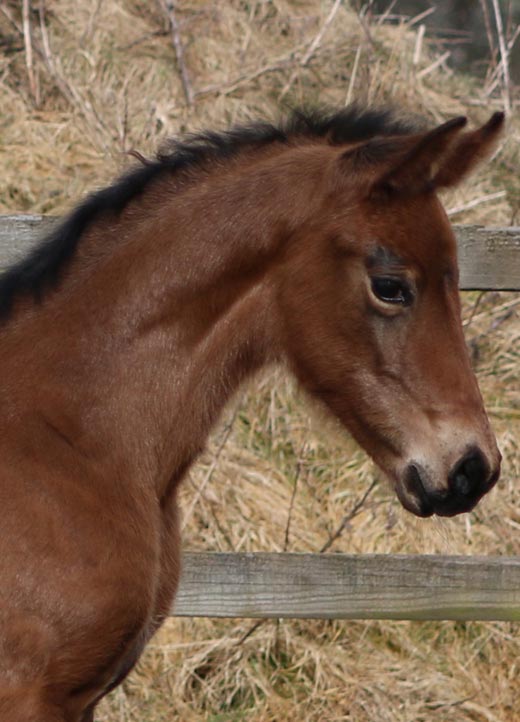 Filly in Scotland for sale