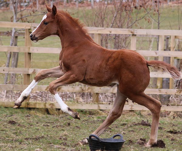 Scotland UK Filly for sale