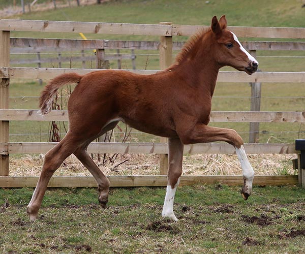 Scotland UK Filly for sale
