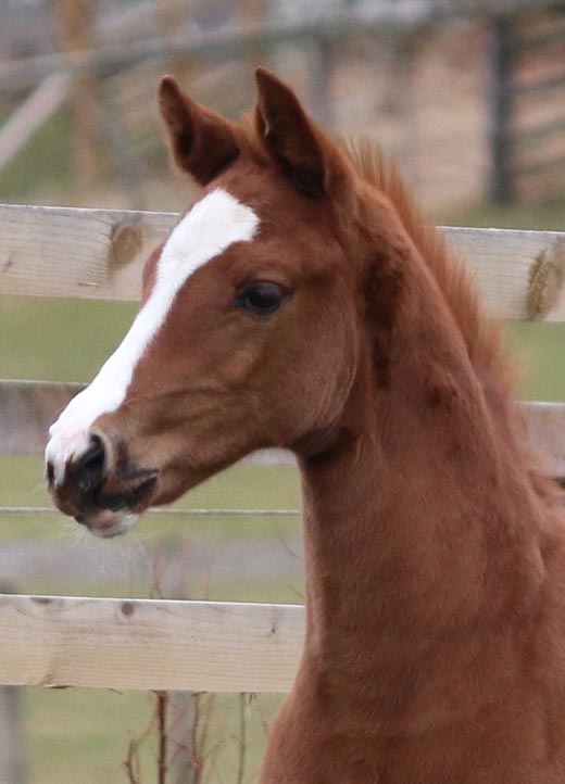 Scotland UK Filly for sale