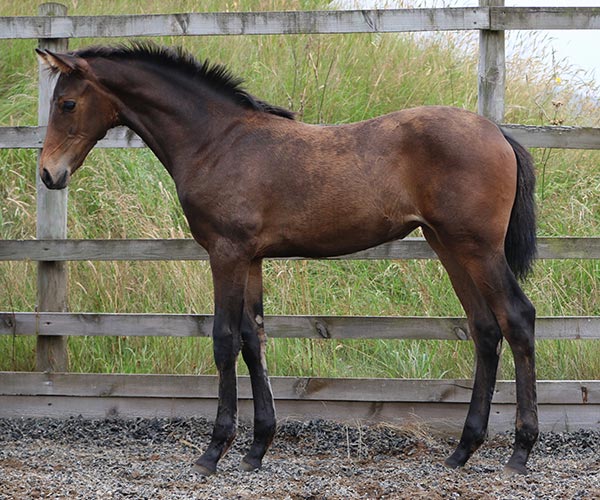 Uk Horses for sale