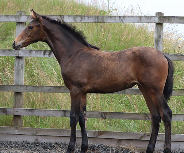 Uk Horses for sale