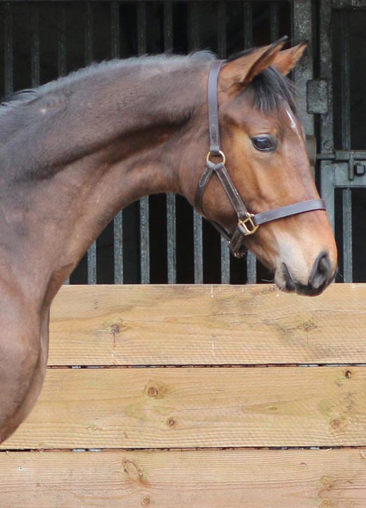 Gelding for sale uk