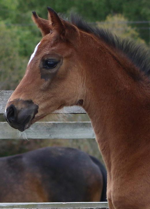 filly in scotland