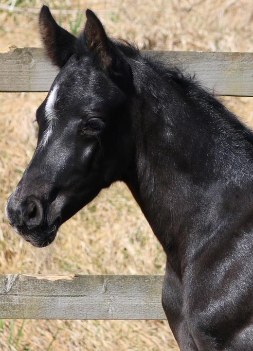 Black Colts Horses