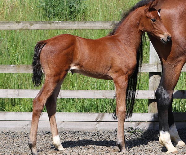 filly for sale uk