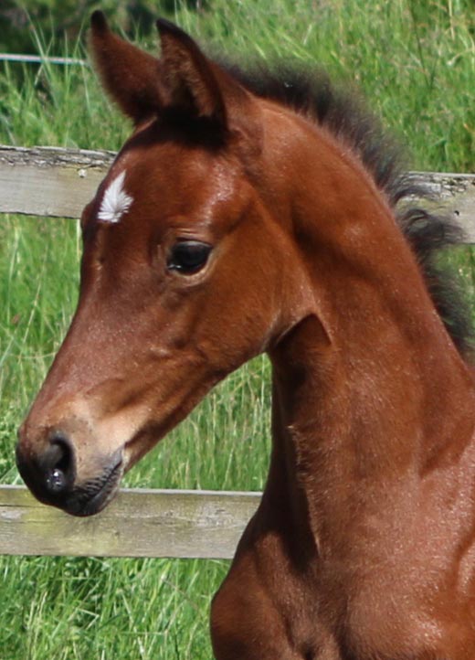 filly for sale uk