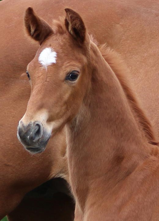 Horses for sale in UK