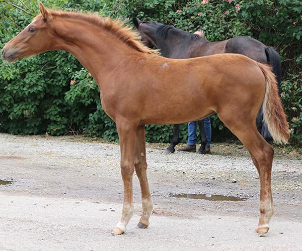 Horse for sale UK
