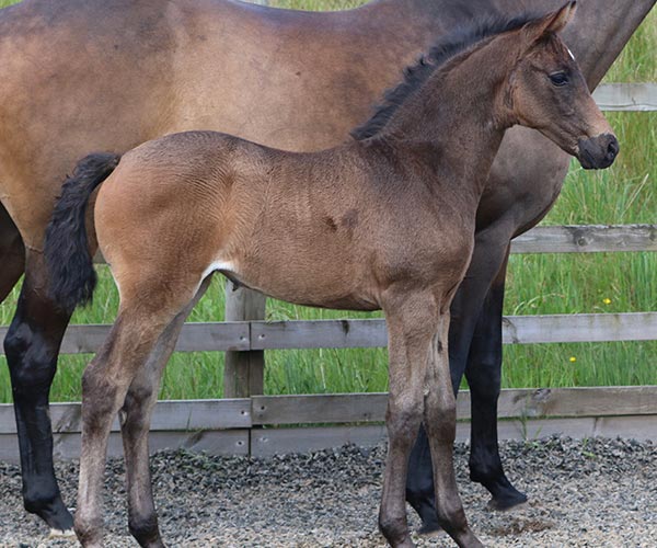 Filly Horse for sale UK