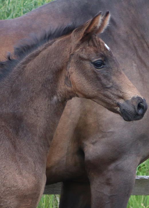 Filly Horse for sale UK