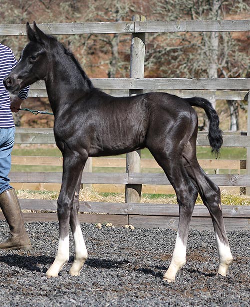 uk filly for sale