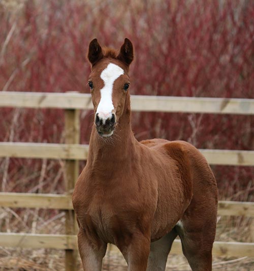 uk filly for sale