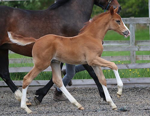 uk foals for sale